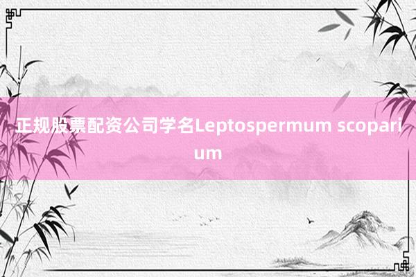 正规股票配资公司学名Leptospermum scoparium